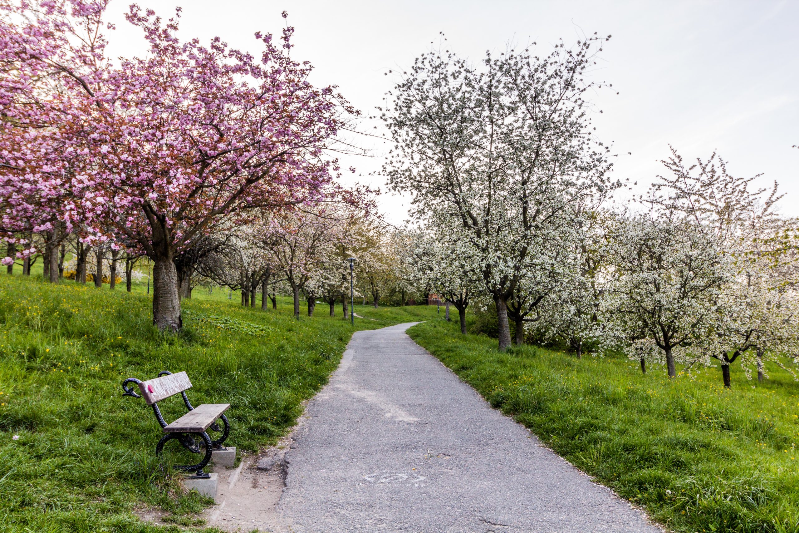 Flowering trees on Petrin hill in Prague, Czech Republic